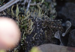 Oedaleus abruptus