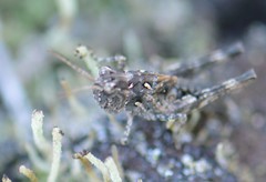 Oedaleus abruptus