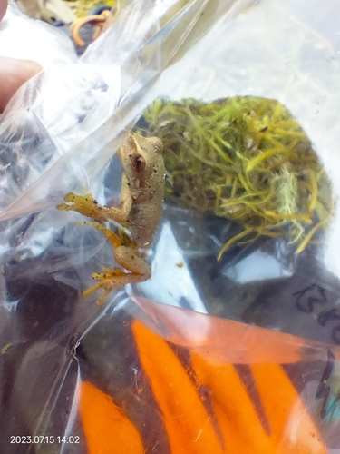 Common Marsupial Frog, Gastrotheca marsupiata