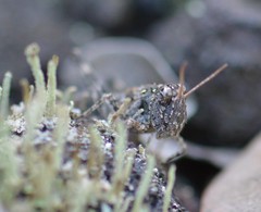 Oedaleus abruptus