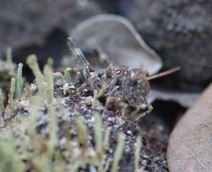 Oedaleus abruptus