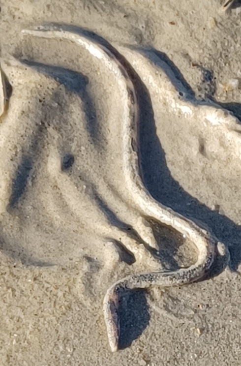 Halfband Snake Eel