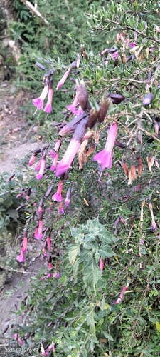 Image of Cantua buxifolia by (c) Floro Ortiz Contreras, some rights reserved (CC BY)