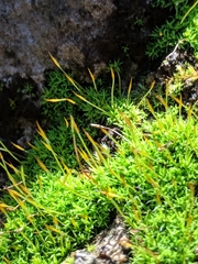 Tortella humilis