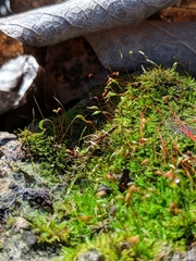 Tortella humilis