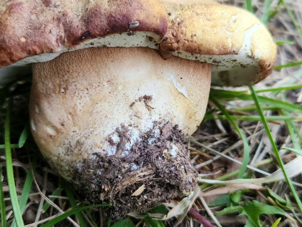 Spring King Bolete in July 2023 by Ngail · iNaturalist