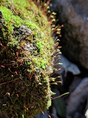 Tortella humilis