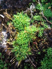 Tortella humilis