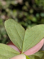 Oxalis intermedia