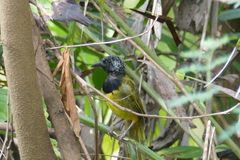 Hypergerus atriceps