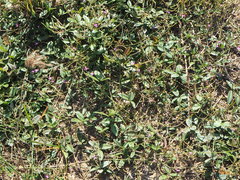 Desmodium scorpiurus