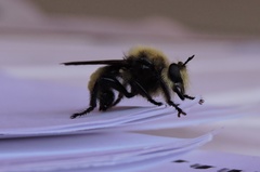 Laphria posticata