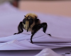 Laphria posticata