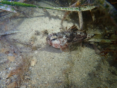 Maxillicosta scabriceps