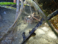 Maxillicosta scabriceps