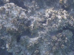 Halichoeres radiatus