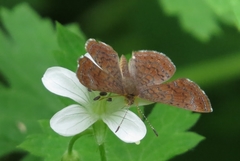 Calephelis arizonensis