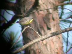Setophaga kirtlandii
