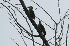 Campethera punctuligera