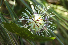 Passiflora misera