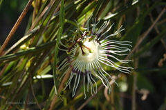 Passiflora misera