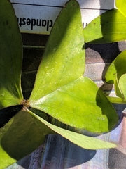 Oxalis intermedia