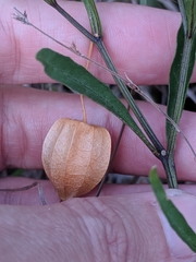 Physalis angustifolia