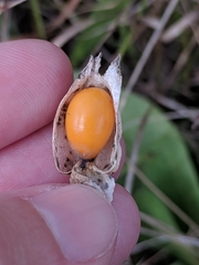 Physalis angustifolia