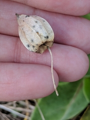 Physalis angustifolia