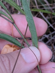 Physalis angustifolia