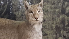 Lynx