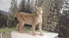 Lynx