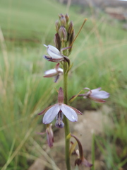 Eulophia zeyheriana