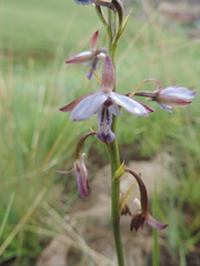 Eulophia zeyheriana