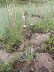 Eulophia zeyheriana