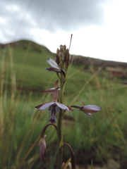 Eulophia zeyheriana