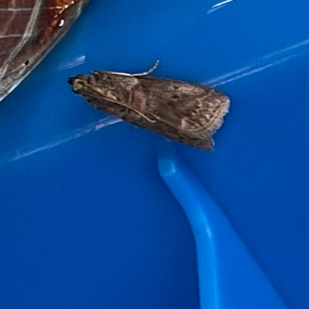 Pecan Leaf Casebearer Moth from Peterborough on July 16, 2023 at 09:34 ...