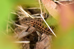 Sceloporus scalaris