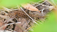 Sceloporus scalaris