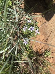 Craterocapsa tarsodes