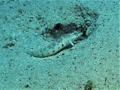 Parapercis lineopunctata