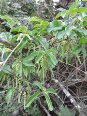 Dioscorea quartiniana
