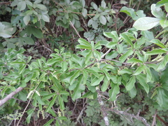 Dioscorea quartiniana