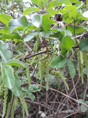 Dioscorea quartiniana