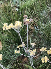 Helichrysum opacum