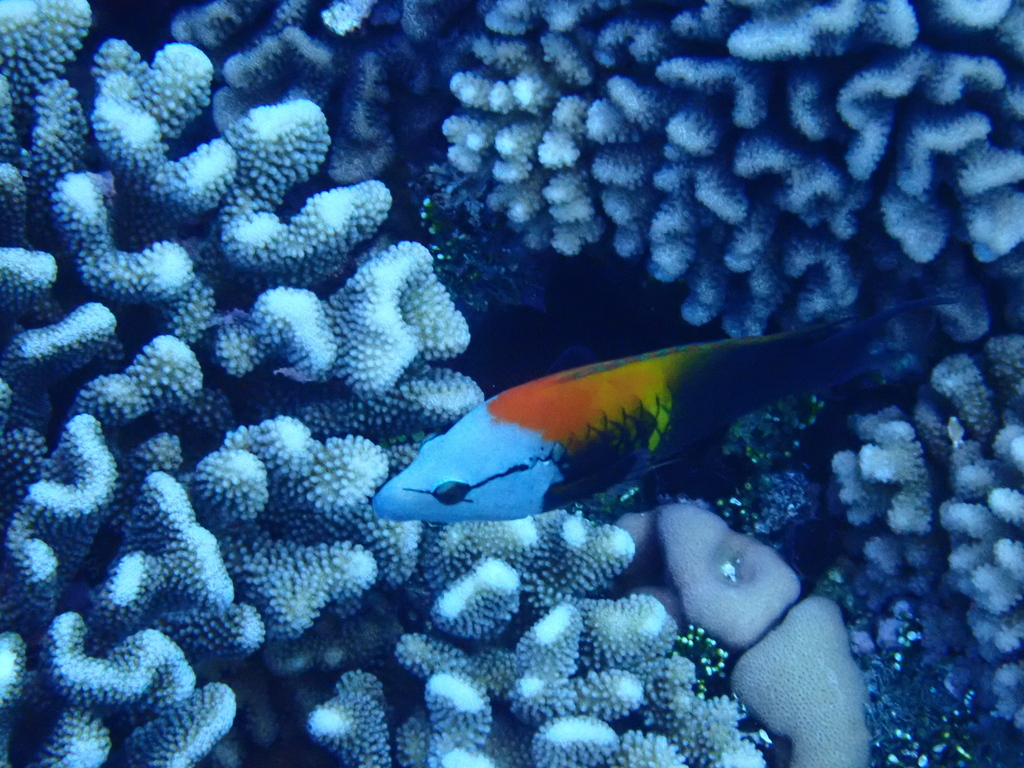 Sling-jaw wrasse