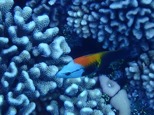 Sling-jaw wrasse