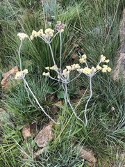 Helichrysum opacum