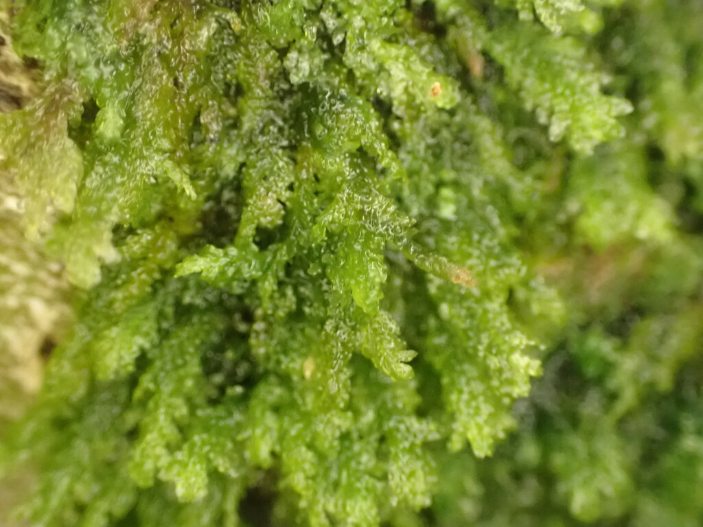 Pendulothecium oblongifolium