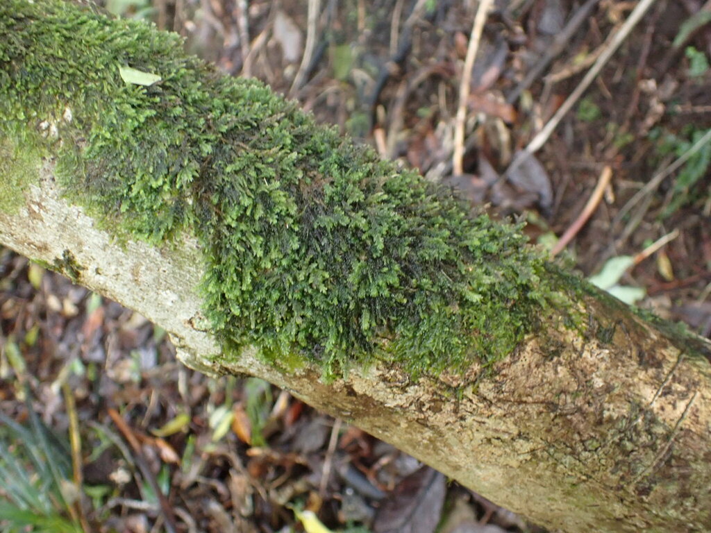 Pendulothecium